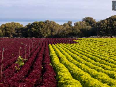 che costeggia un coloratissimo tappeto verde e rosso di insalata lollo